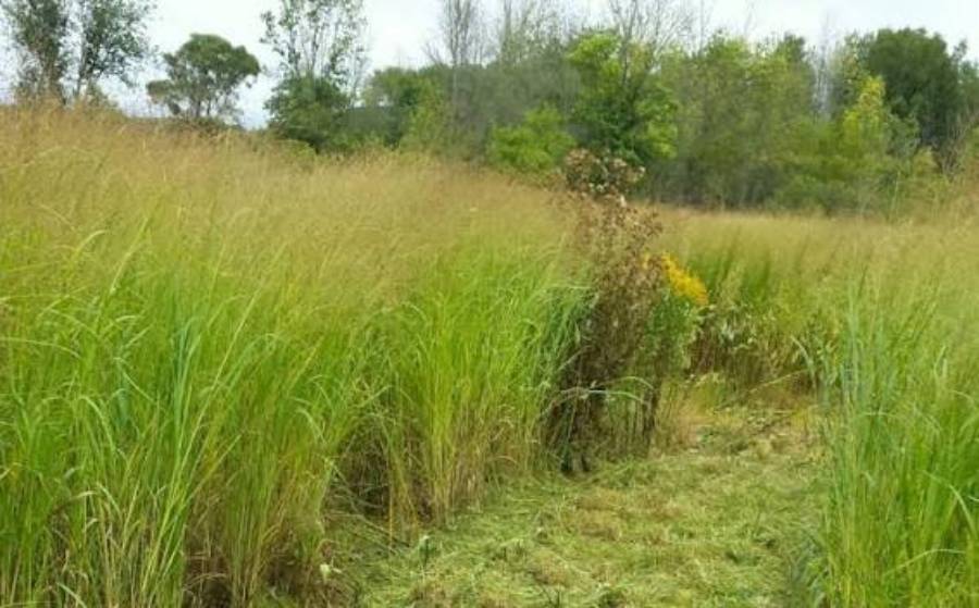 best warm season grasses for deer habitat