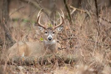 7 Best Ways to Create Deer Bedding Cover