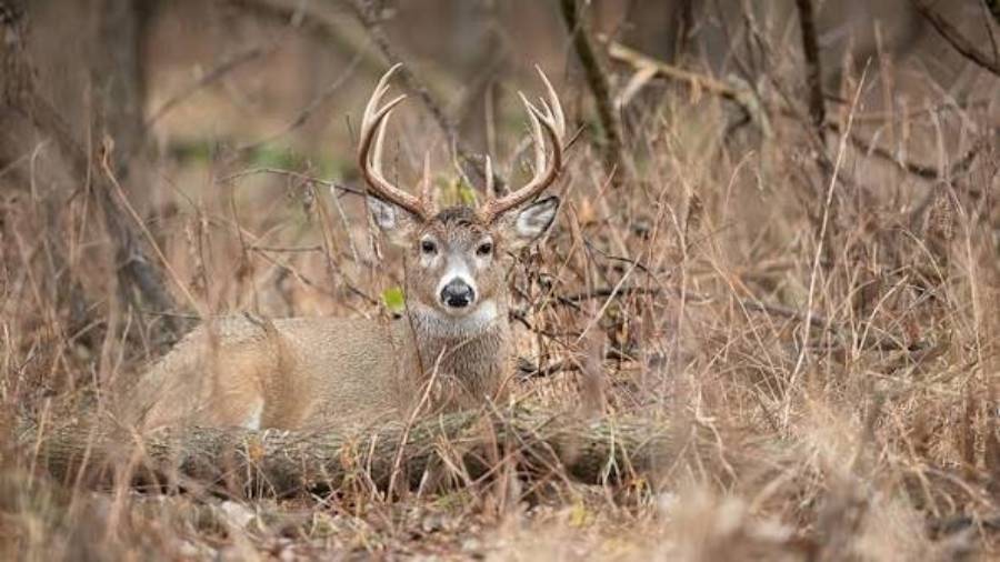 best ways to create deer bedding cover