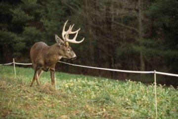 Best Ways to Improve Deer Habitat Without Food Plots