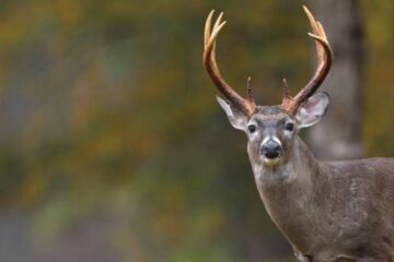 Can Deer Hear a Dog Whistle?