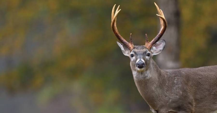 can deer hear a dog whistle