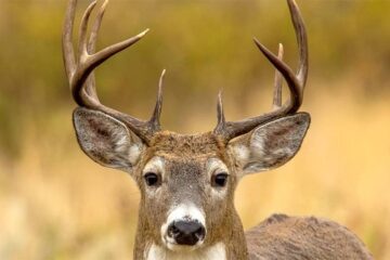Can Deer Hear a Safety Harness? What Hunters Should Know
