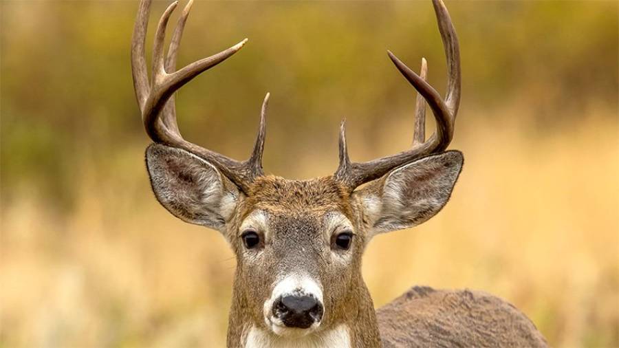 can deer hear a safety harness