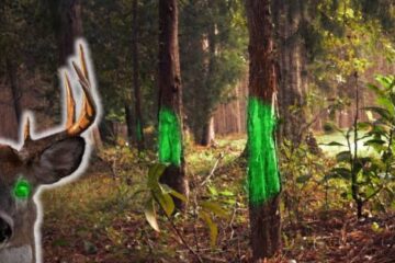 Can Deer See Green Light at Night? Deer Vision Guide