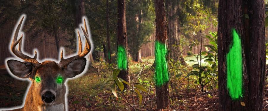 can deer see green light at night