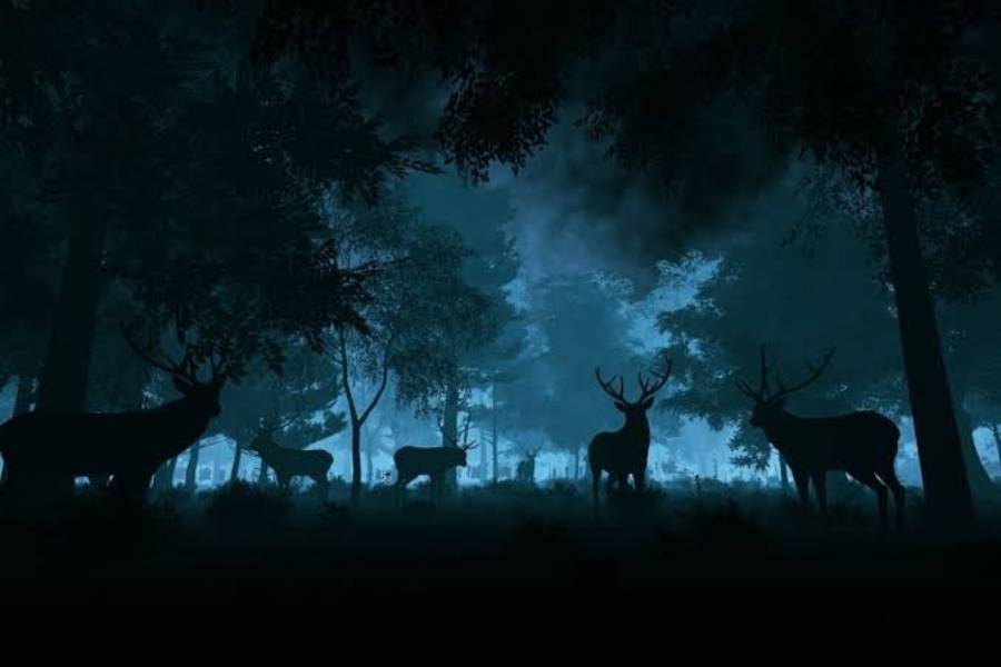 can deer see in complete darkness