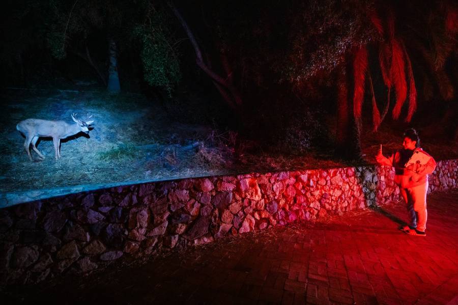 can deer see red light at night