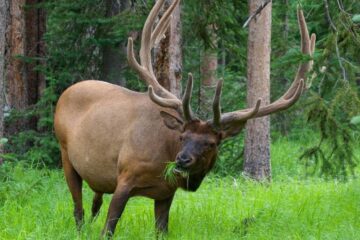 Can Deer See Through Hunting Blinds?