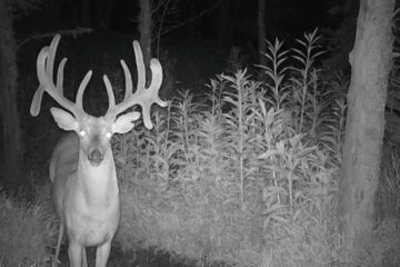 Can Deer See Trail Camera Flash? Types Explained