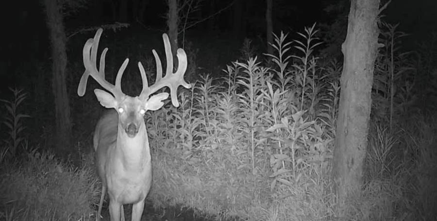 can deer see trail camera flash
