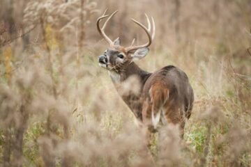 Can Deer Smell Blood? How Deer React to Blood Scent