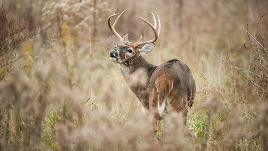 can deer smell blood