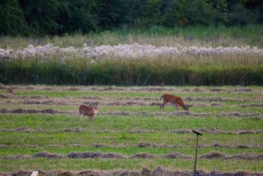 can deer smell bug spray