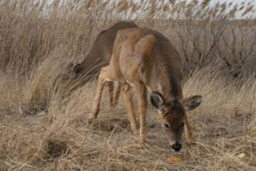 Can Deer Smell Gasoline? What Hunters Should Know