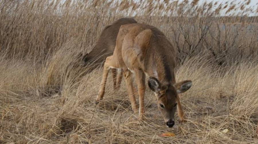 can deer smell gasoline