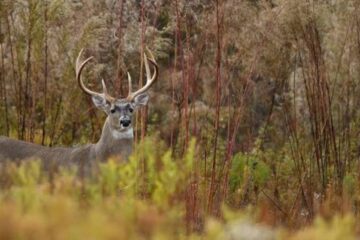 Can Deer Smell Laundry Detergent?