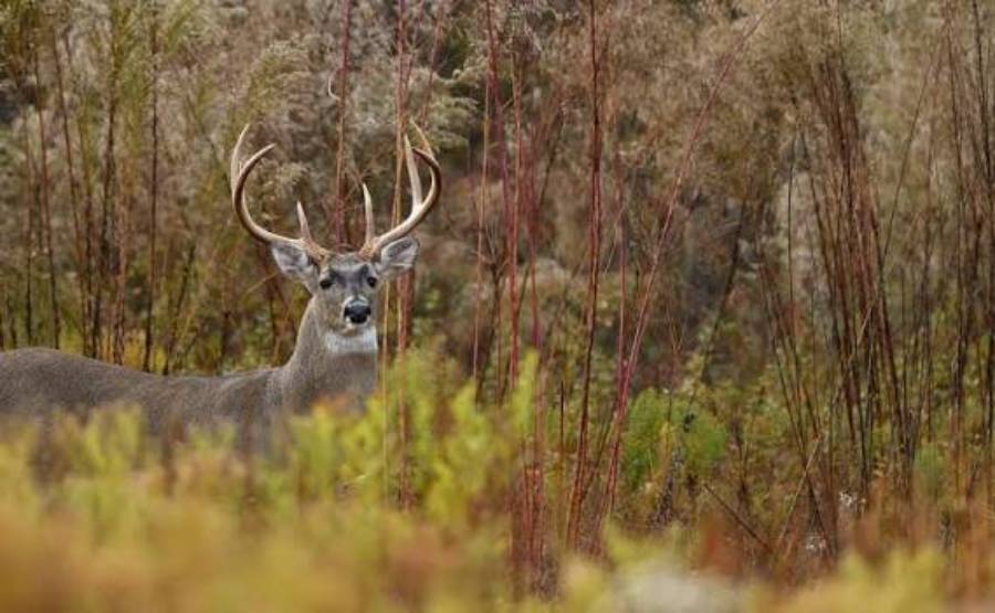 can deer smell laundry detergent