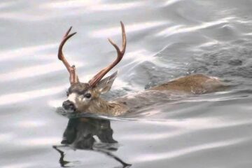 Can Deer Swim Long Distances? How Far Can They Swim?