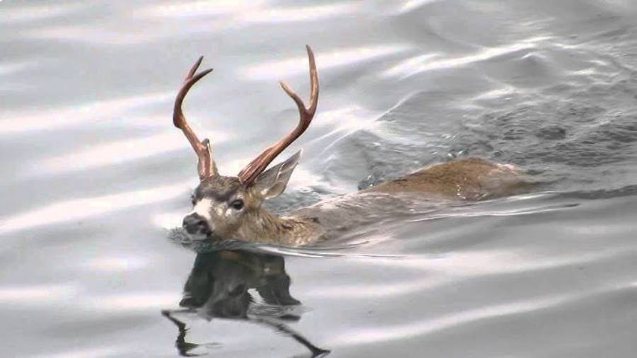 can deer swim long distances