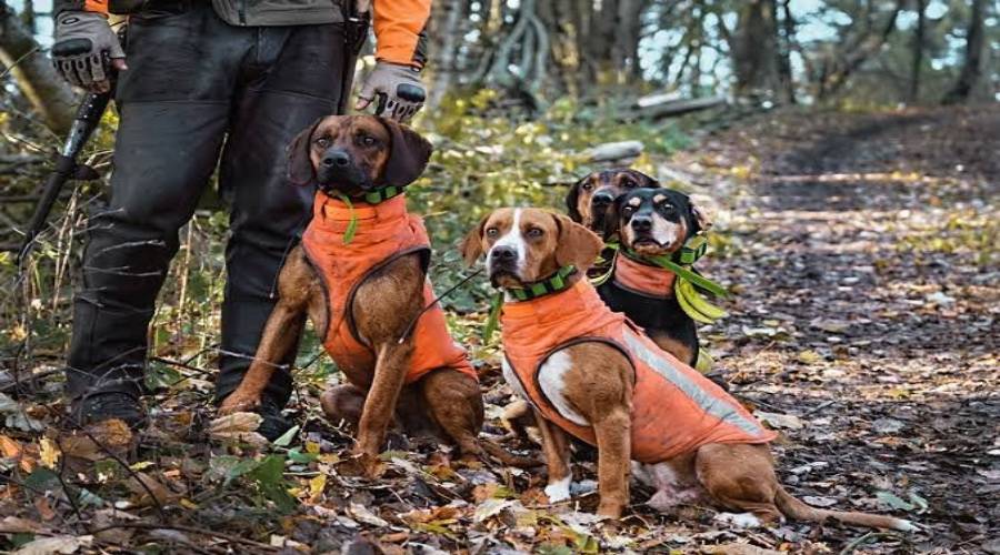 deer hunting with dogs