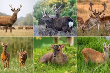 Different Types of Deer: Identification Guide