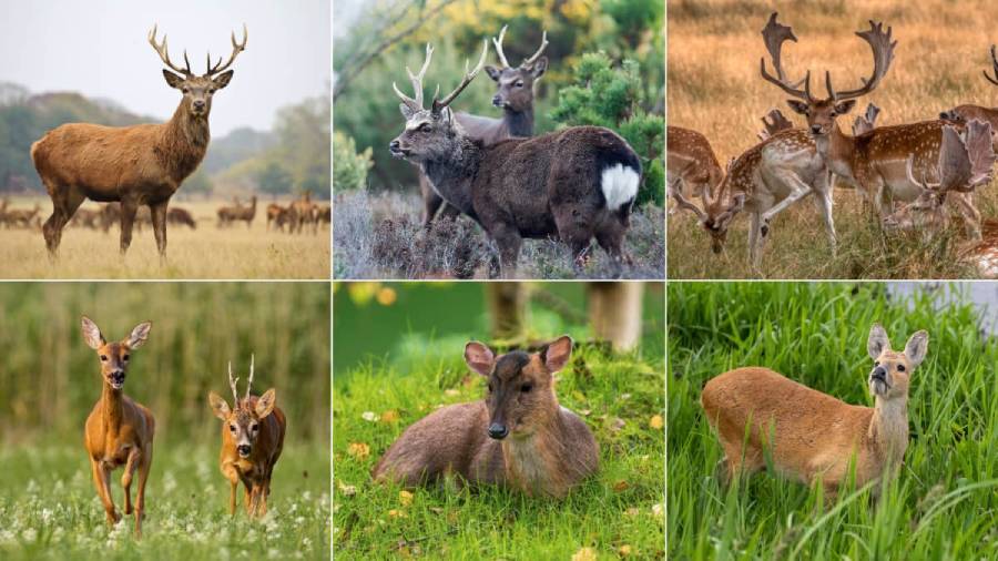 different types of deer