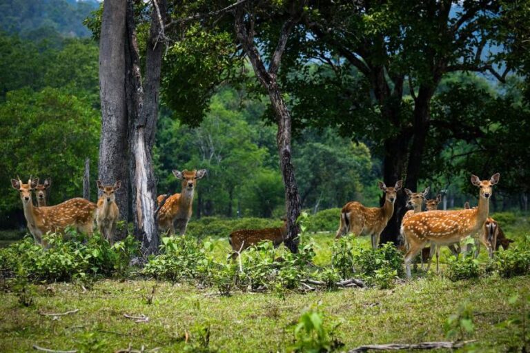 do deer avoid areas after logging