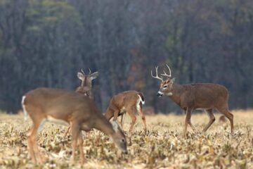 Do Deer Avoid Cattle? What Hunters Should Know