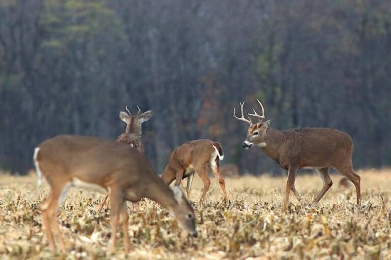 do deer avoid cattle
