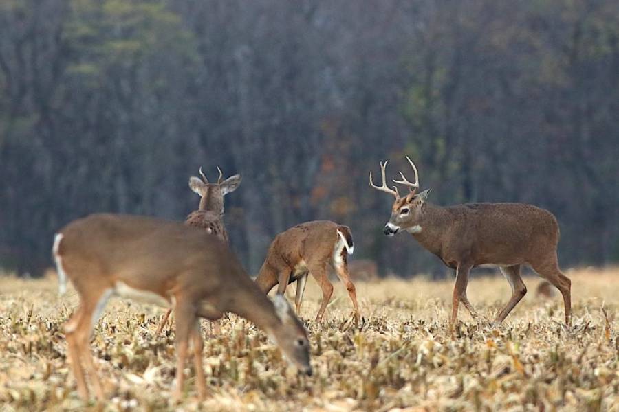 do deer avoid cattle