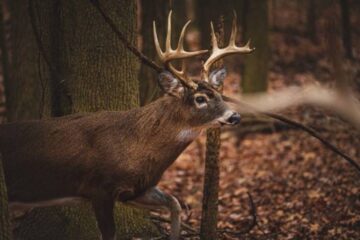 Can Deer Smell Blood? What Hunters Should Know