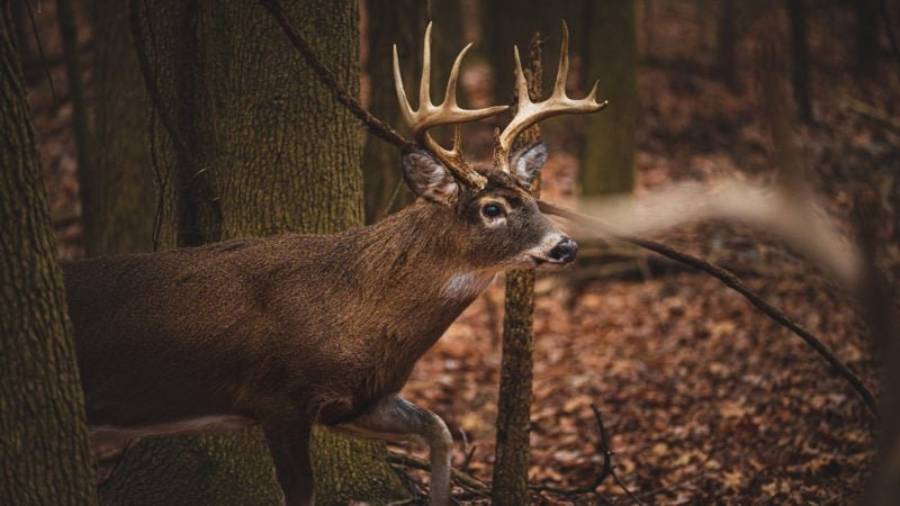 do deer avoid dead deer