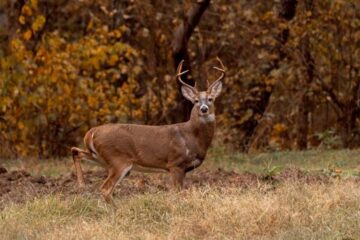 Do Deer Avoid Freshly Cut Fields? Hunting Guide
