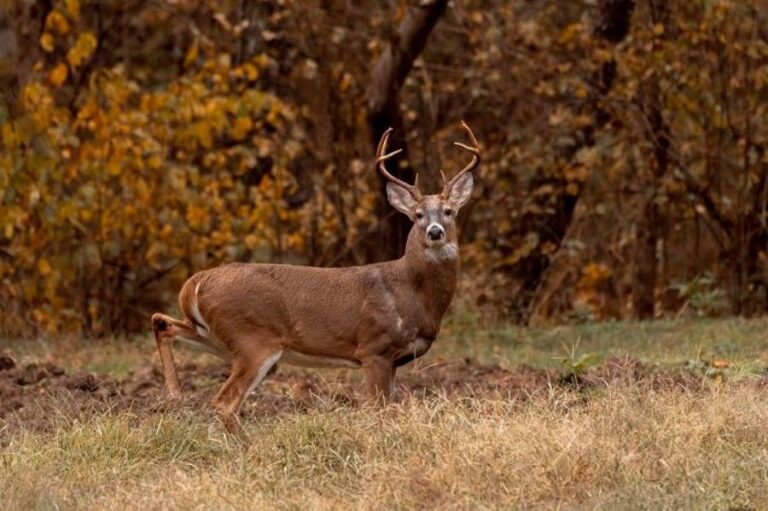 do deer avoid freshly cut fields