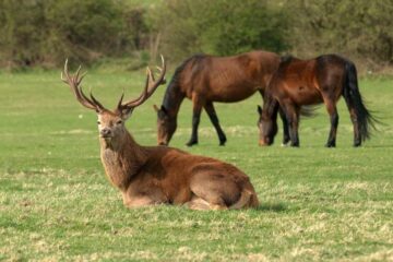 Do Deer Avoid Horses? What Hunters Should Know