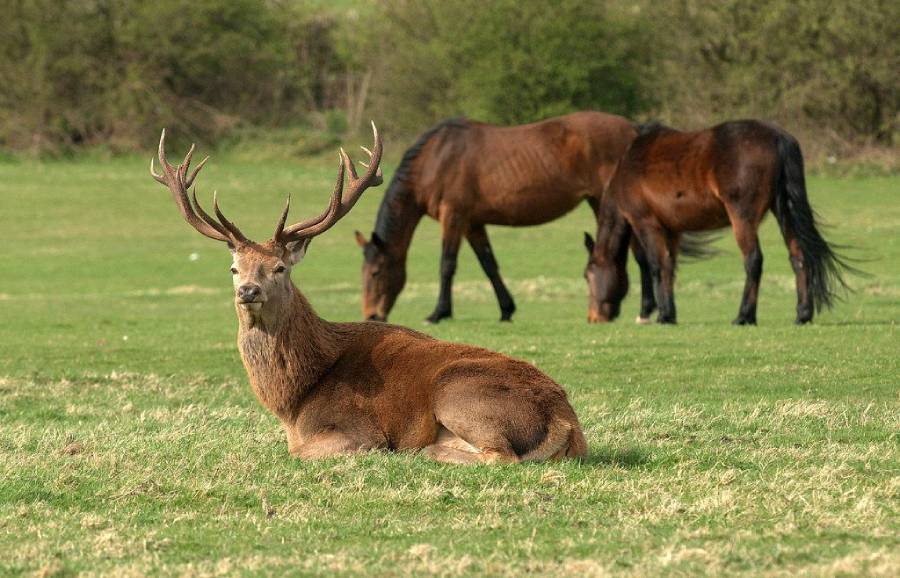 do deer avoid horses