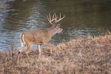 Do Deer Bed Near Water? What Hunters Should Know