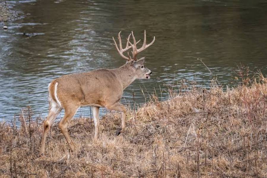 do deer bed near water
