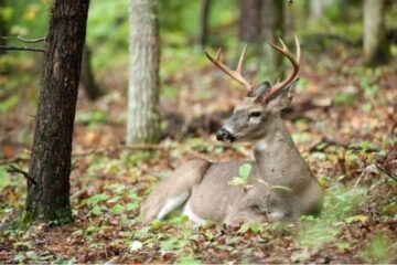 Do Deer Bed on Ridge Tops? Where to Find Them