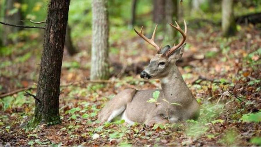 do deer bed on ridge tops