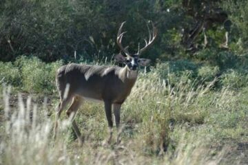 Do Deer Change Home Ranges as They Age?
