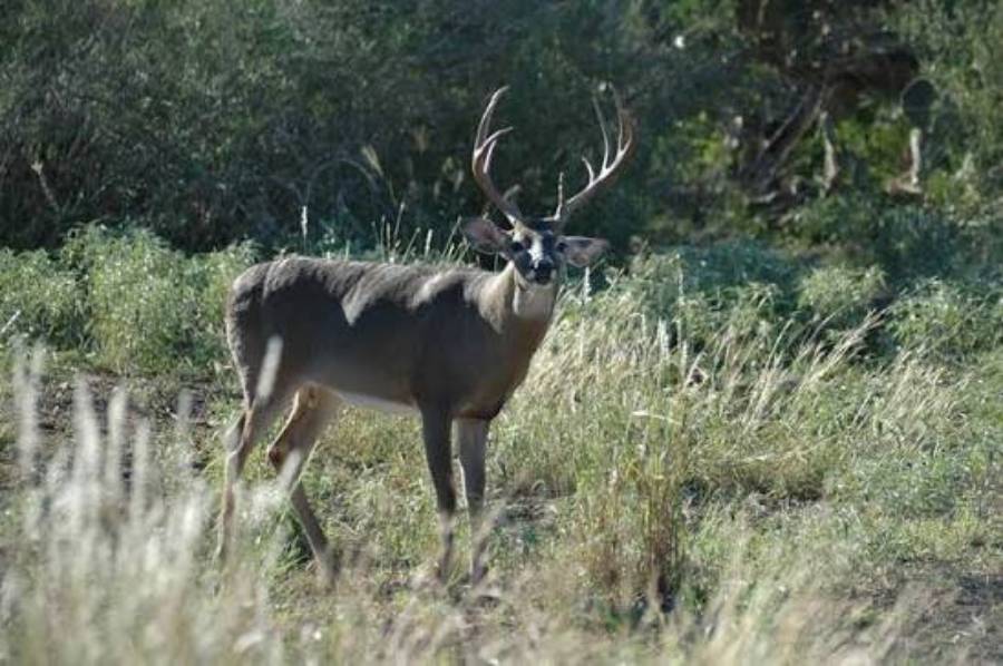 do deer change home ranges as they age