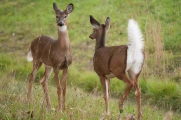 Do Deer Communicate Through Scent? How It Works