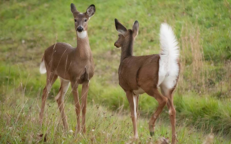 do deer communicate through scent