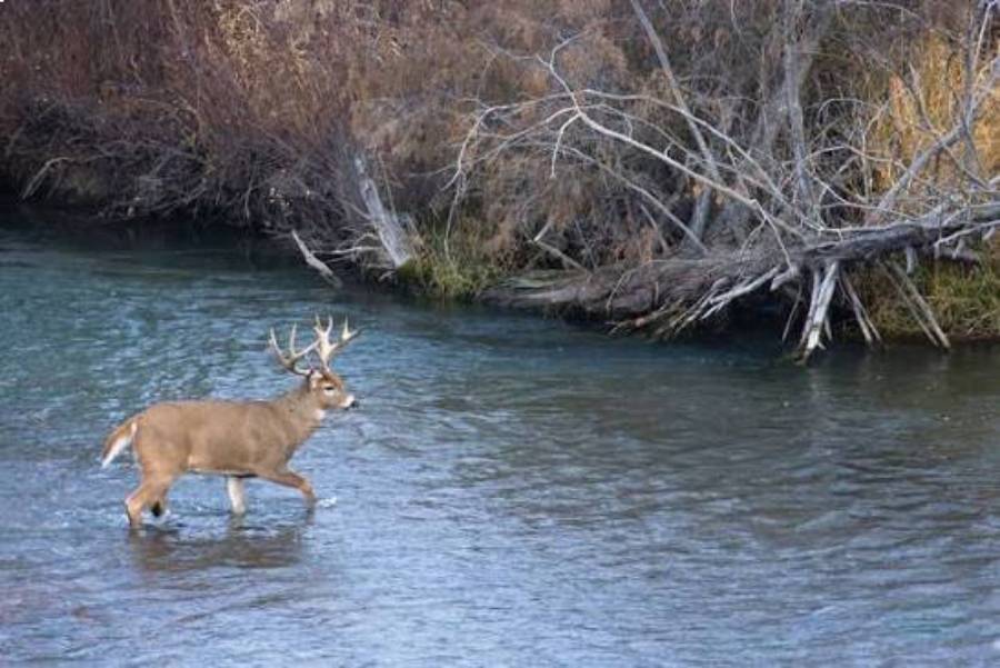 do deer cross rivers
