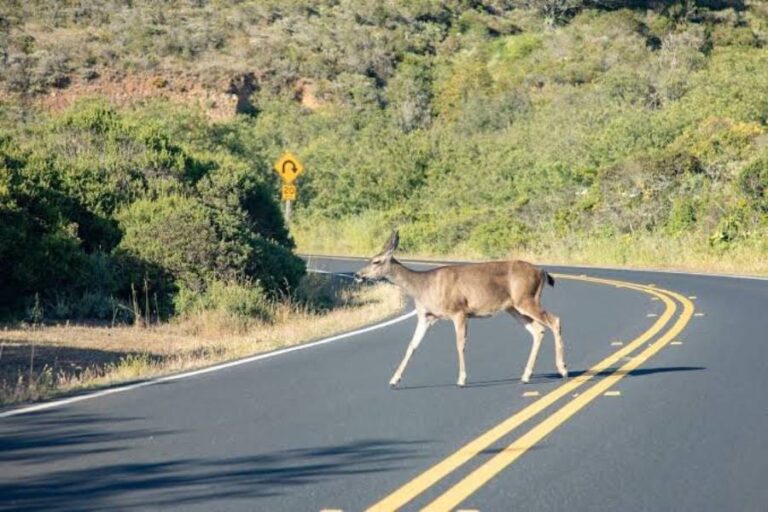 do deer cross roads at the same place