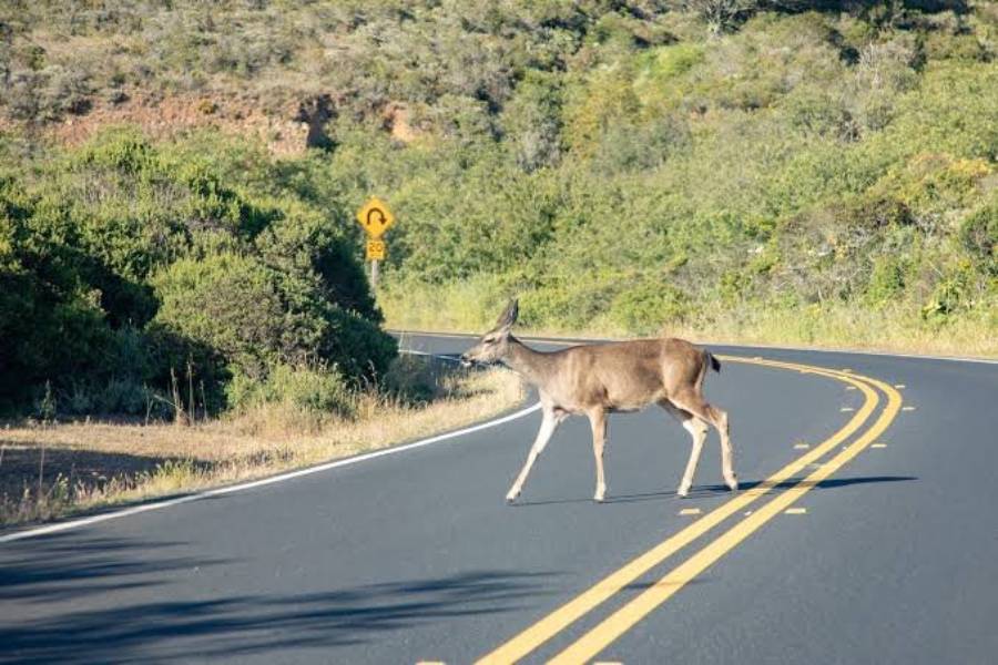 do deer cross roads at the same place