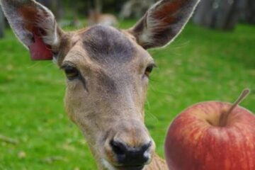 Do Deer Eat Apples? What Hunters Should Know