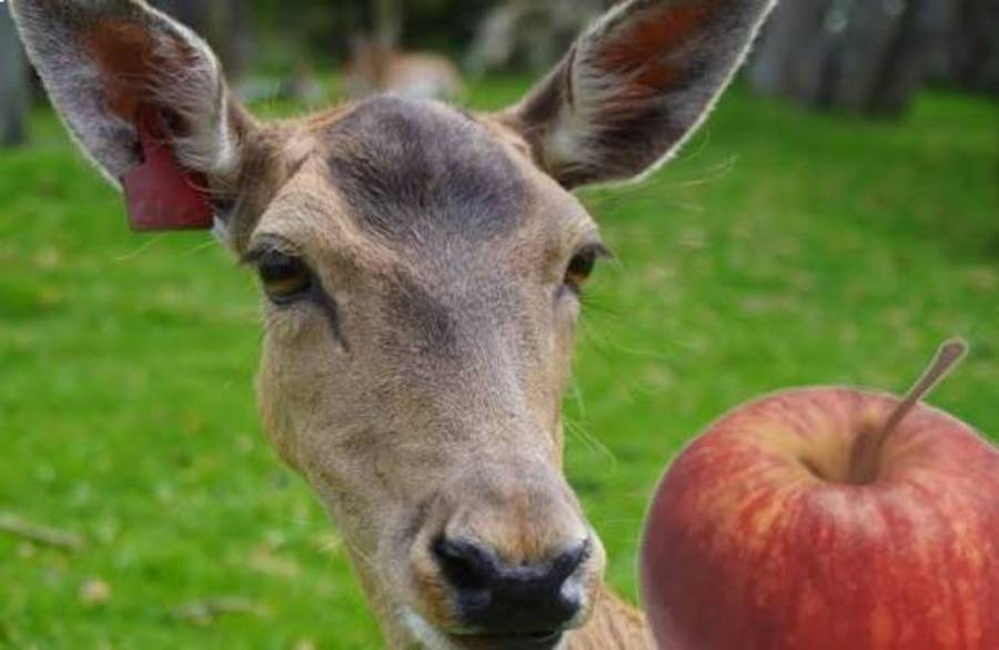 do deer eat apples